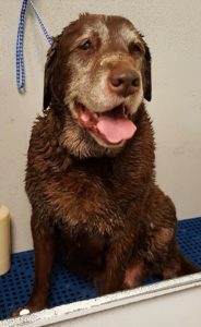 Leinie loves his Mud Bath at Savvy Dog